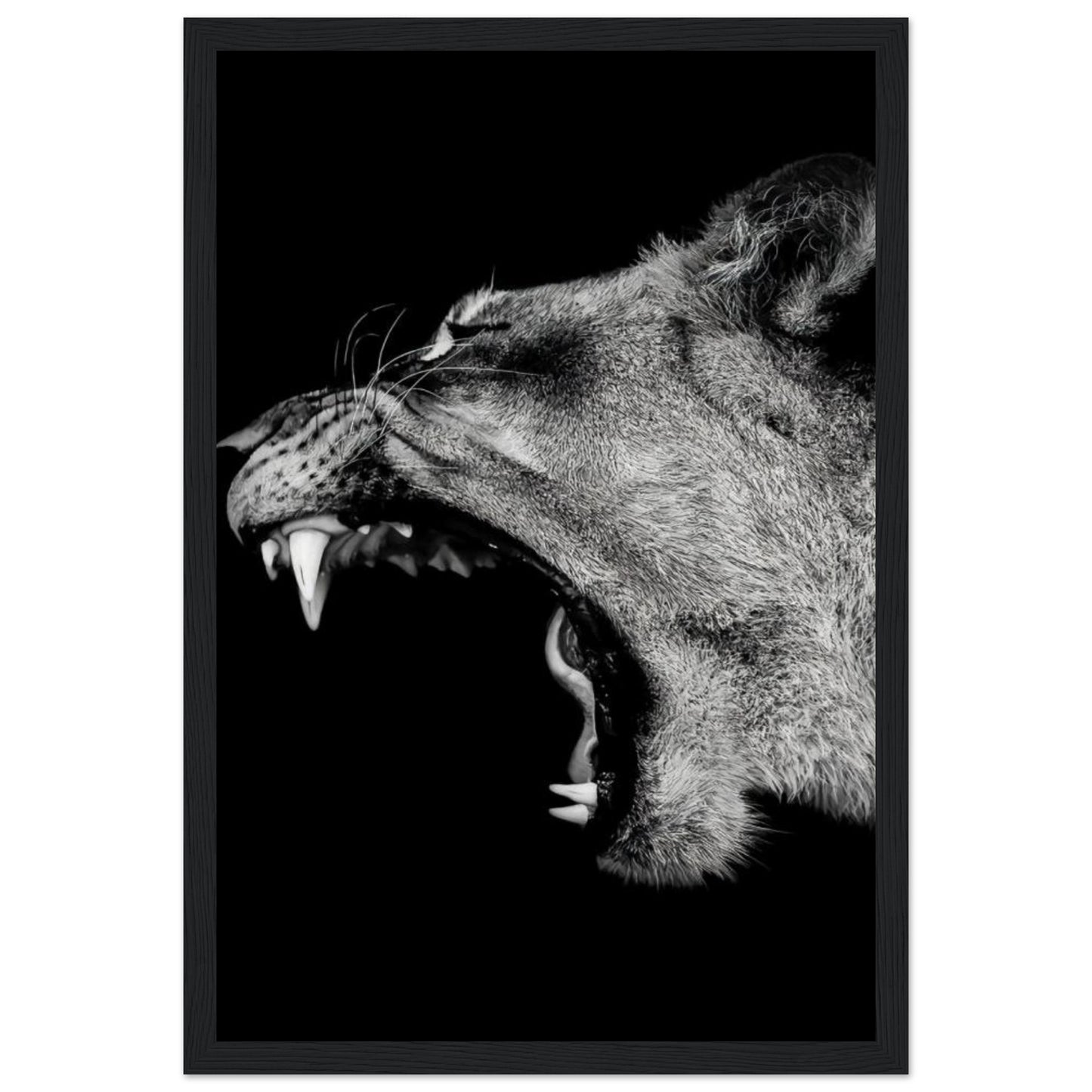 Lioness - Roaring - Poster