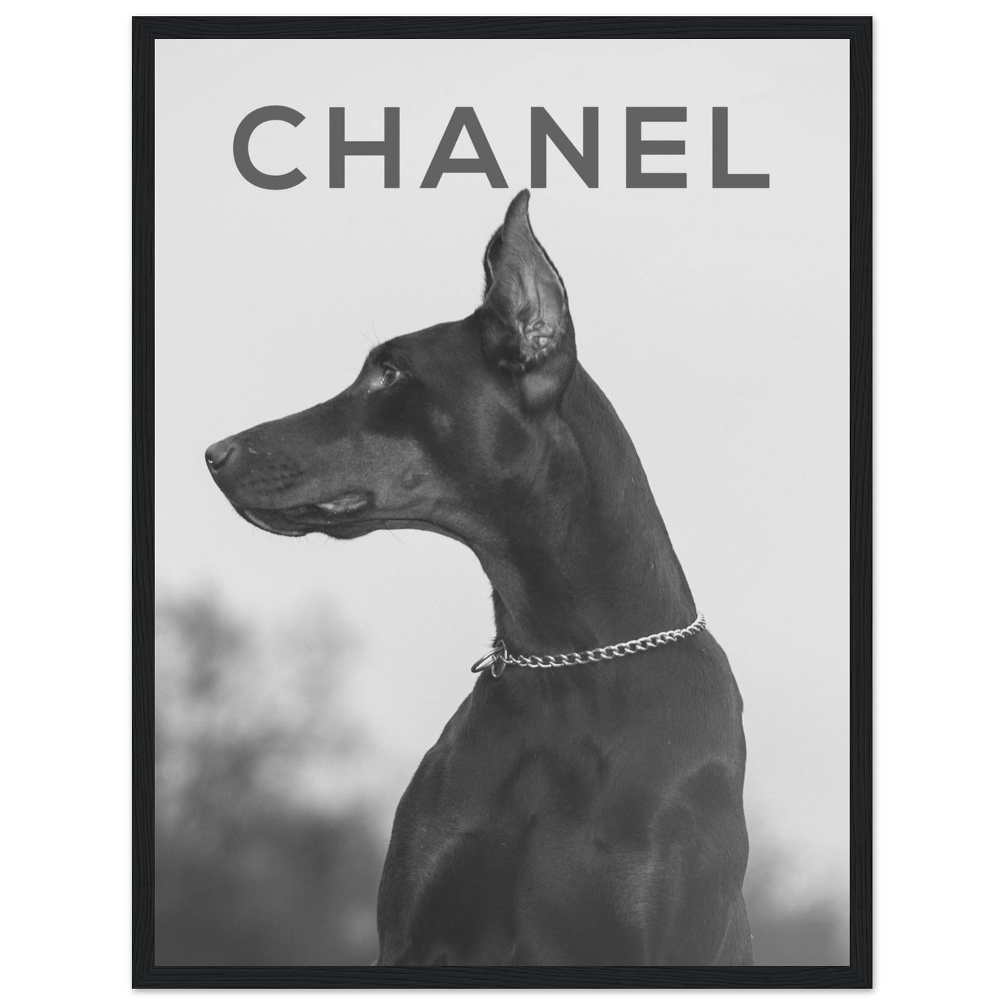 Chanel - Doberman - Poster