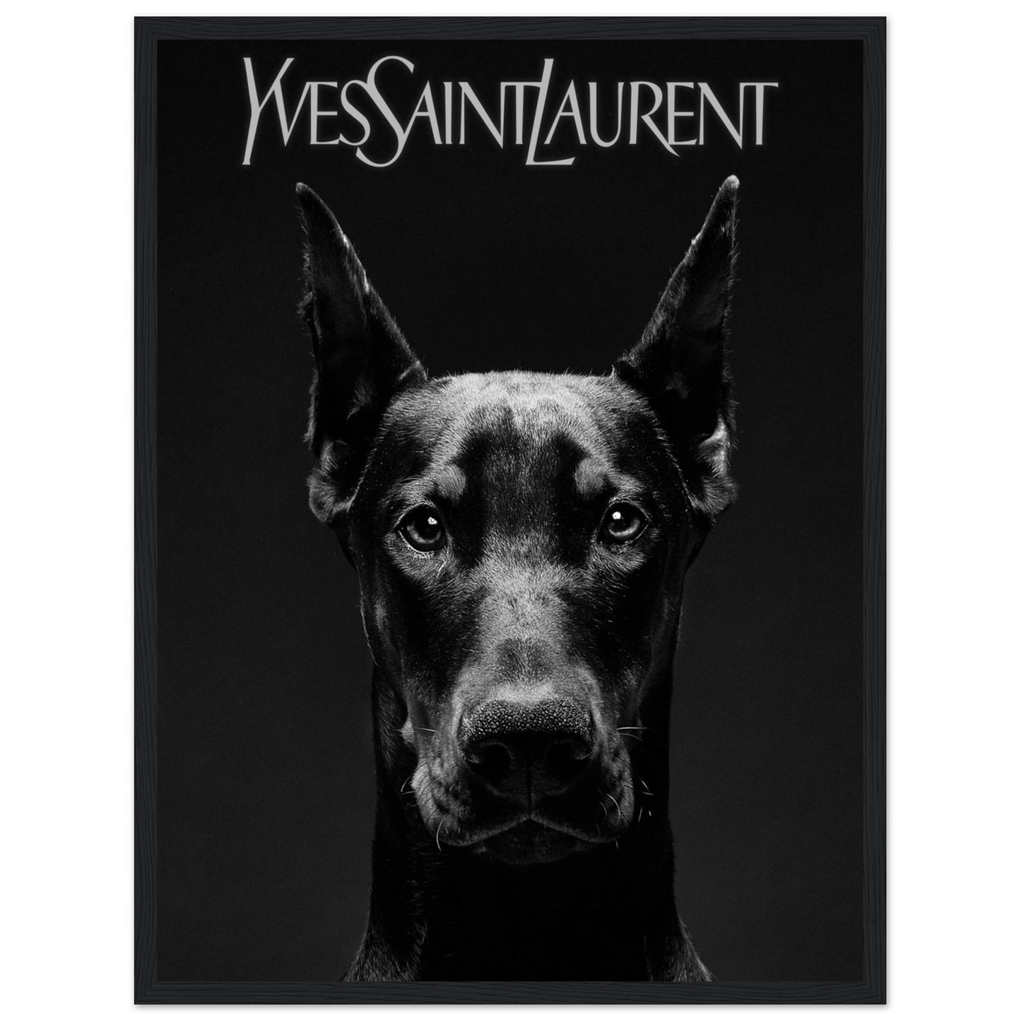 Doberman - Yves Saint Laurent