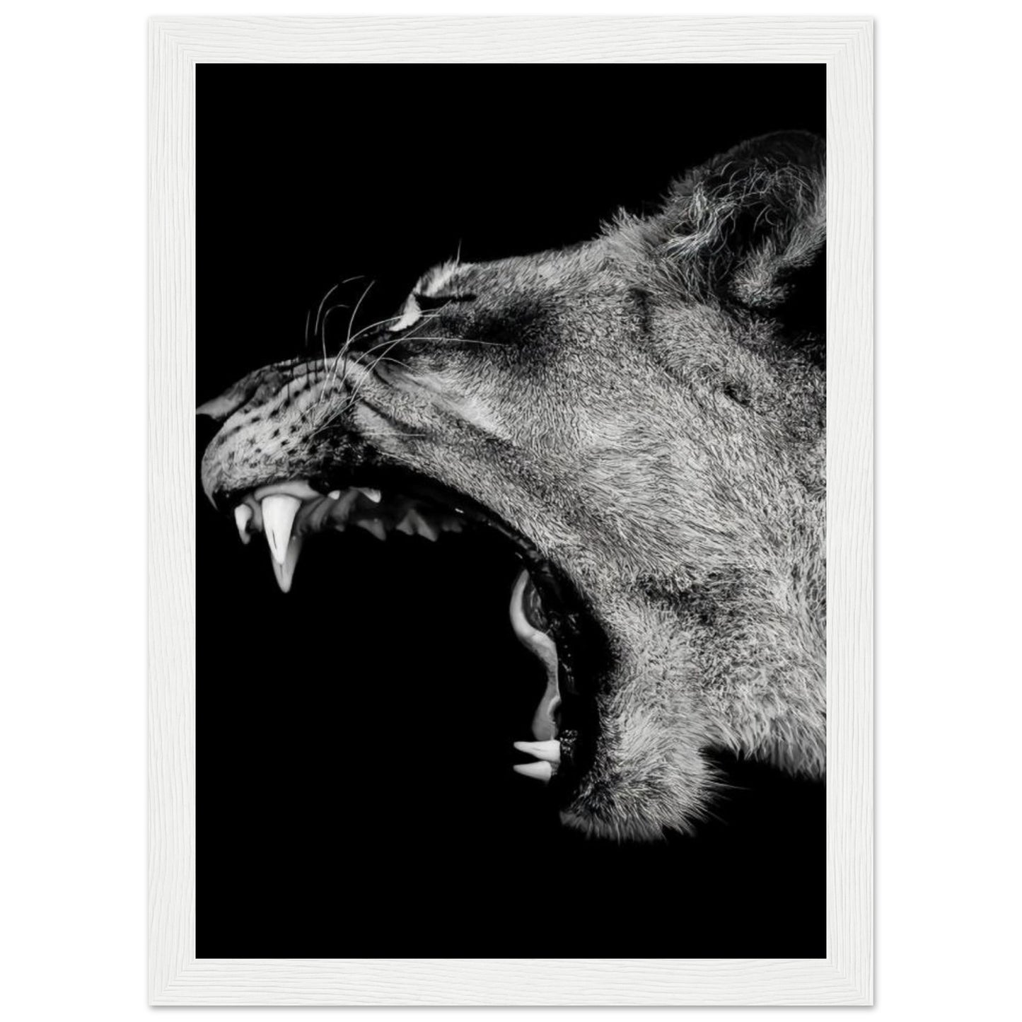 Lioness - Roaring - Poster