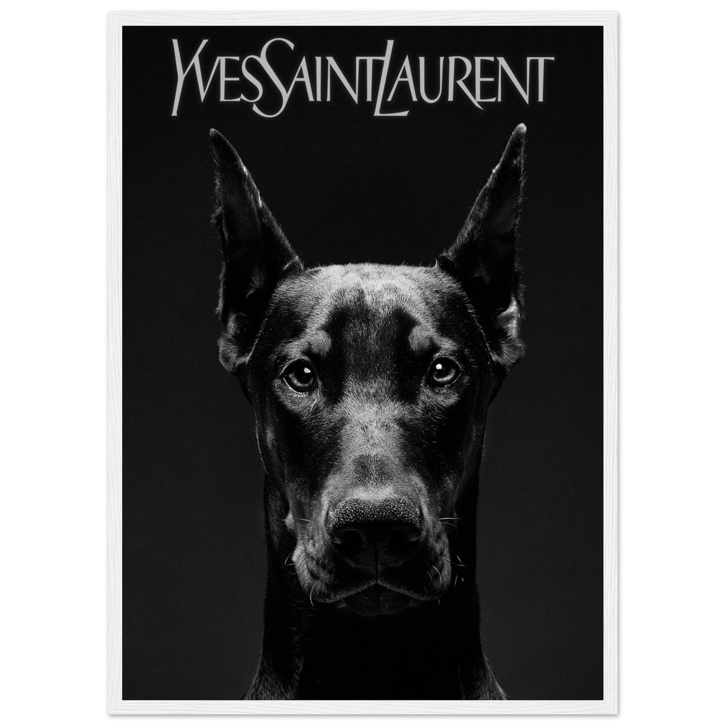 Doberman - Yves Saint Laurent