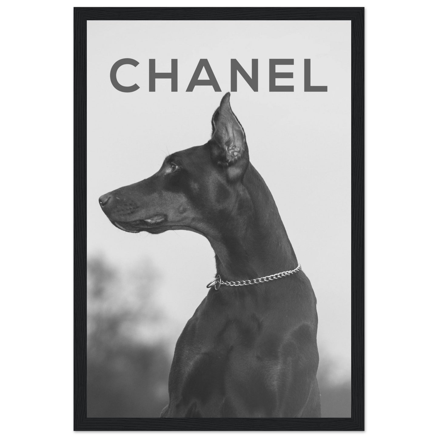 Chanel - Doberman - Poster