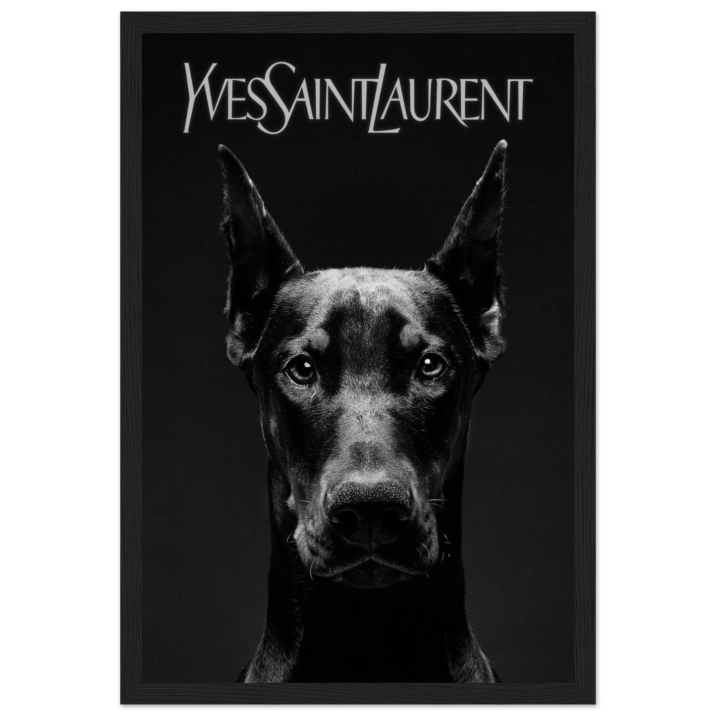 Doberman - Yves Saint Laurent