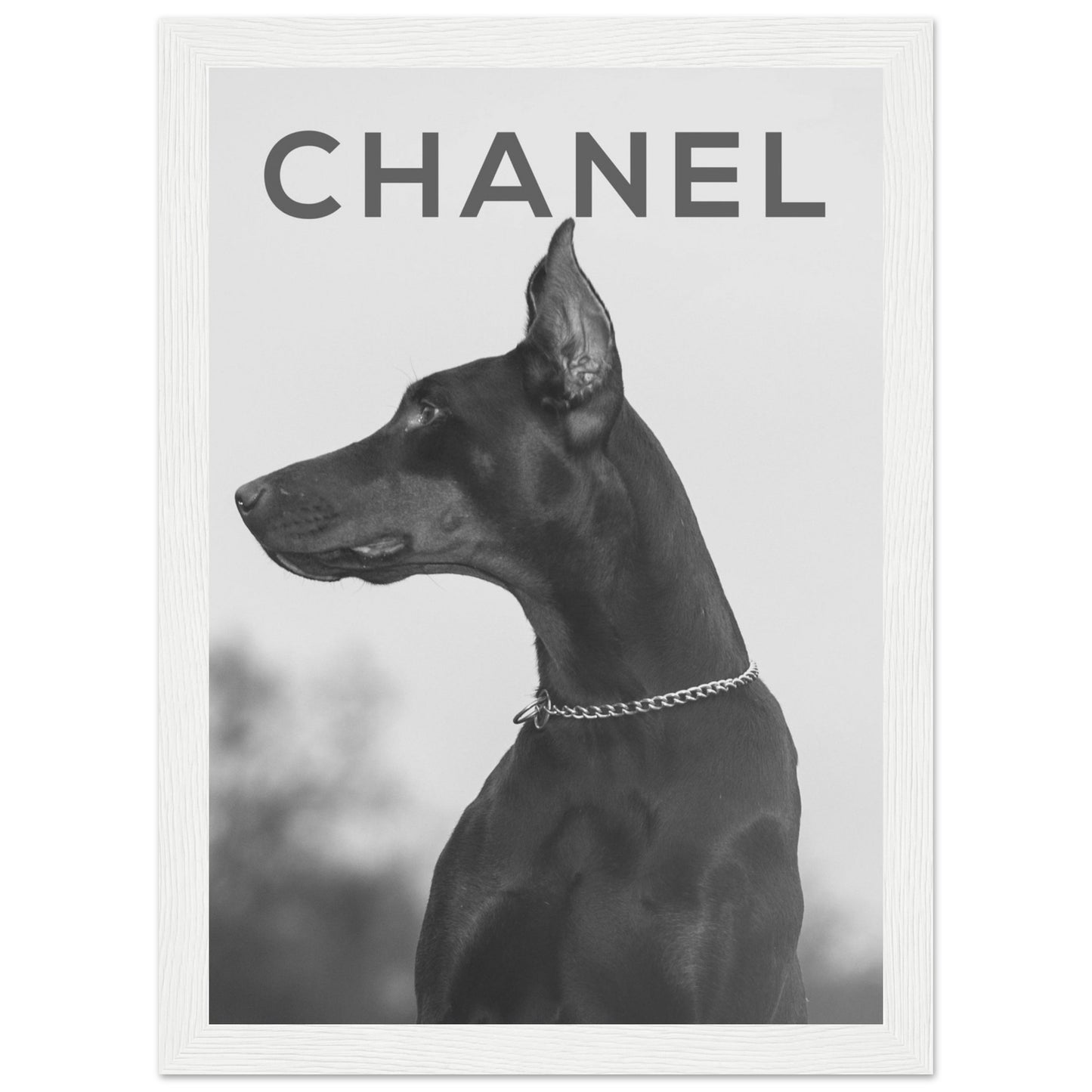 Chanel - Doberman - Poster